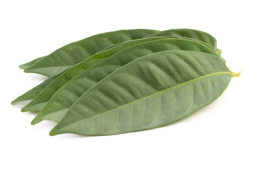 Daun Salam