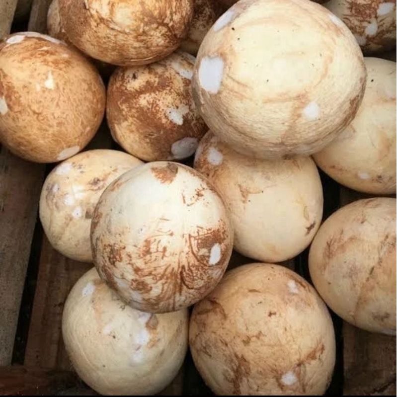 Kelapa tua utuh (kupas)